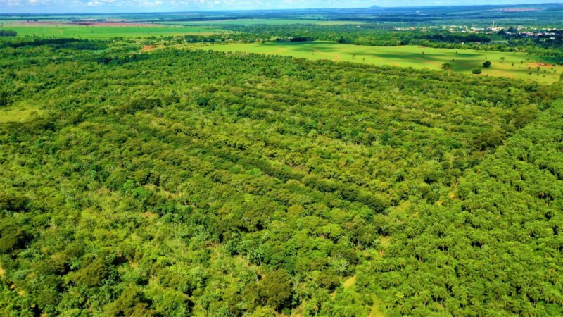 Cesp planta 500 mil mudas nativas por ano para recuperar áreas ao redor da Usina de Porto Primavera