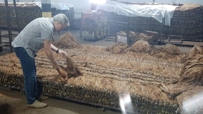 Charuto orgânico do Acre ganha destaque em festival nacional na Bahia