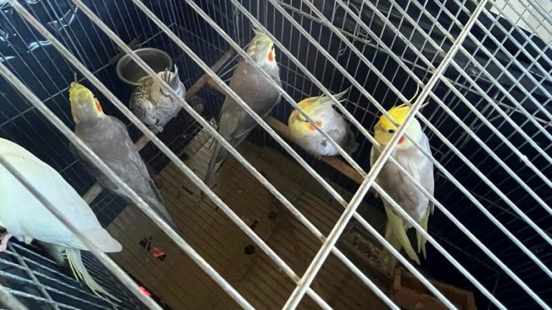 Fernando de Noronha retira aves exóticas para proteger fauna local