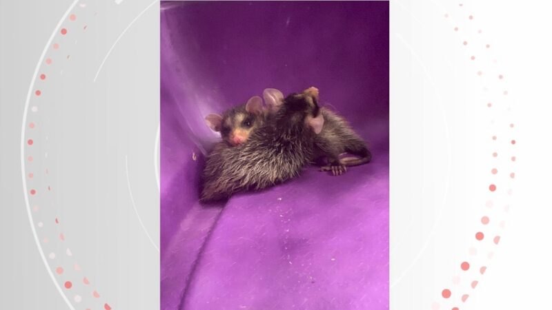 Gata amamenta filhotes de gambá abandonados em Vila Velha, ES