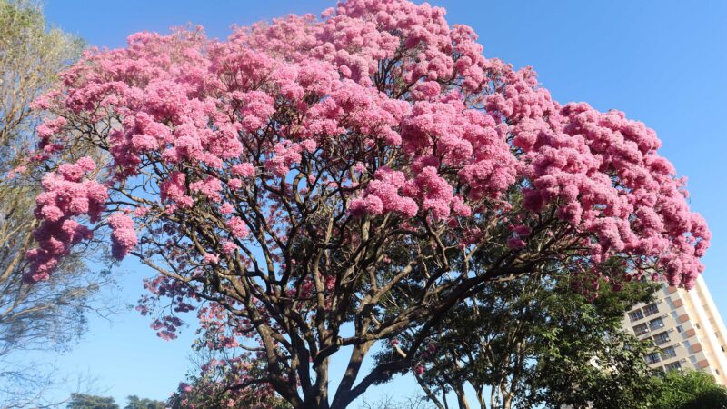 Ipês em flor transformam paisagem urbana de Presidente Prudente no inverno
