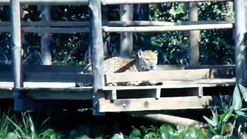Onça-pintada Juçara é registrada descansando no Parque Estadual do Morro do Diabo