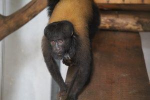 Zoo de Brasília recebe primata amazônico para programa de reprodução e pesquisa