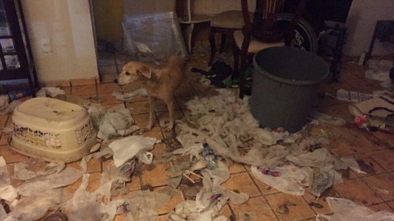 Animais em situação crítica são resgatados em Fortaleza após denúncia de maus-tratos