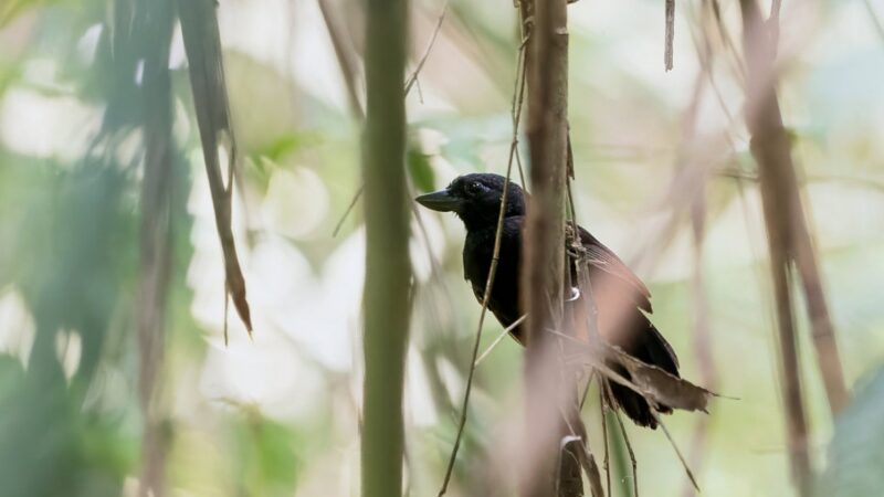 Choca-de-garganta-preta: ave rara da Amazônia com comportamento pouco conhecido enfrenta risco de extinção