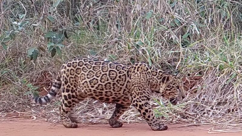 Fundação Florestal lança enquete para nomear onças-pintadas da Mata Atlântica em São Paulo