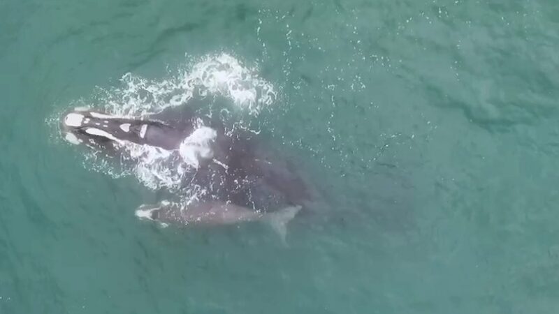 Incertezas marcam temporada de baleias-francas em Santa Catarina por baixa oferta de alimento