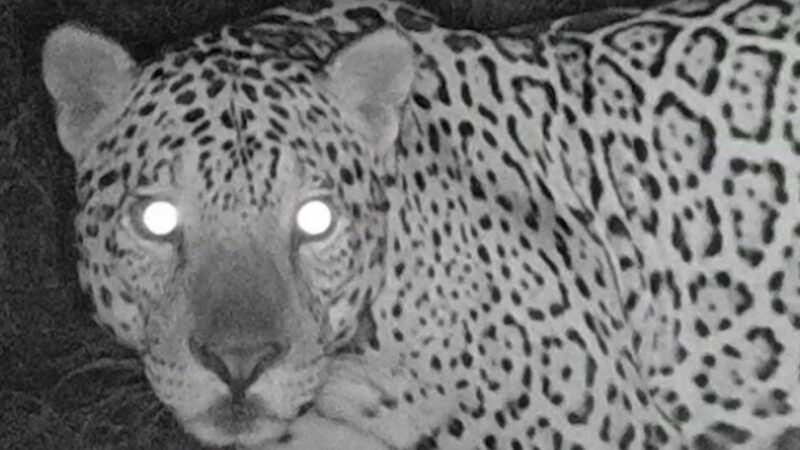 Pesquisa usa ‘impressão digital’ para identificar e monitorar onças-pintadas em São Paulo