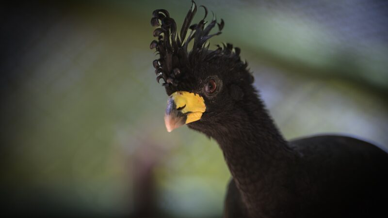 Projeto de preservação solta 40 mutuns-de-penacho na região da Usina de Porto Primavera