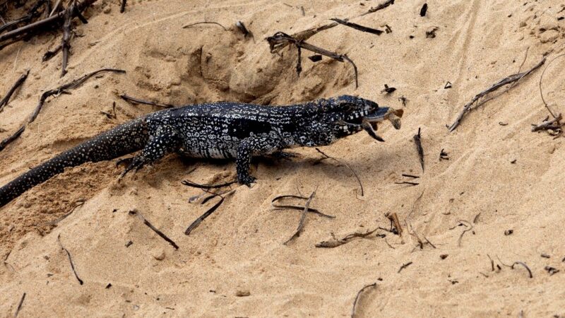Teju é filmado predando filhote de tartaruga na Praia do Leão, em Fernando de Noronha