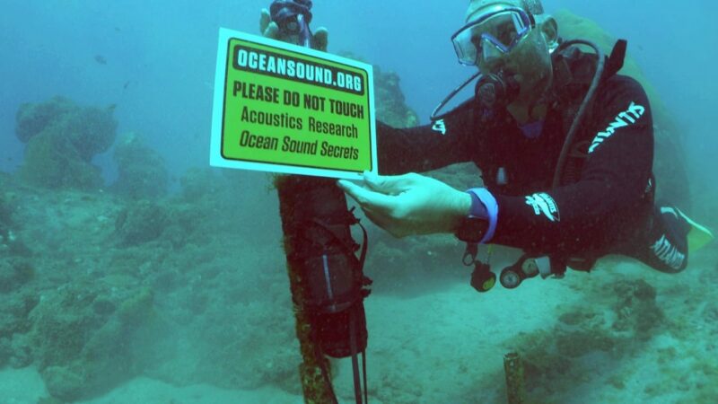 Estudo investiga impacto do barulho humano na comunicação dos golfinhos em Fernando de Noronha