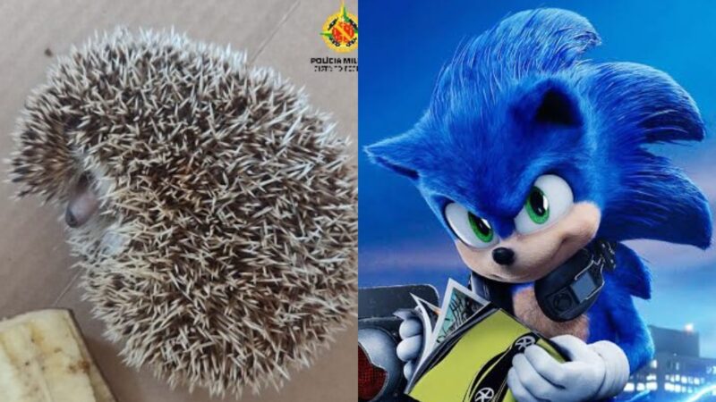 Filhote do ouriço que inspirou Sonic é resgatado em residência no Distrito Federal