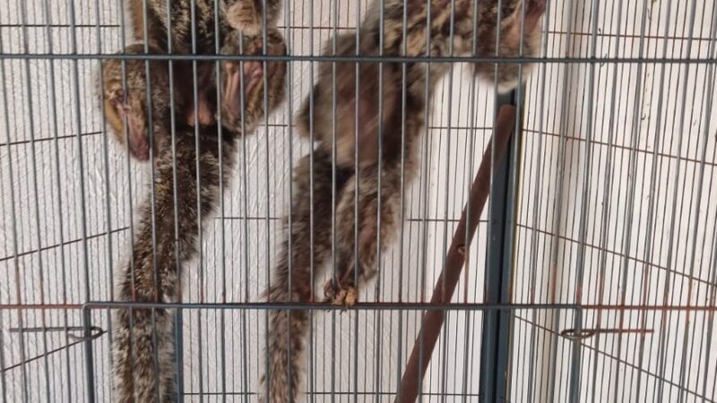 Homem é multado em R$ 1 mil por manter saguis em cativeiro em Presidente Prudente