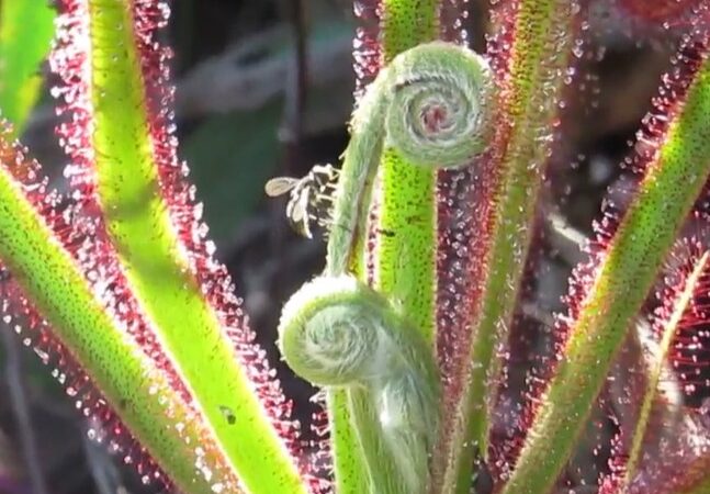Mosca-das-flores dribla planta carnívora e suas larvas roubam alimento