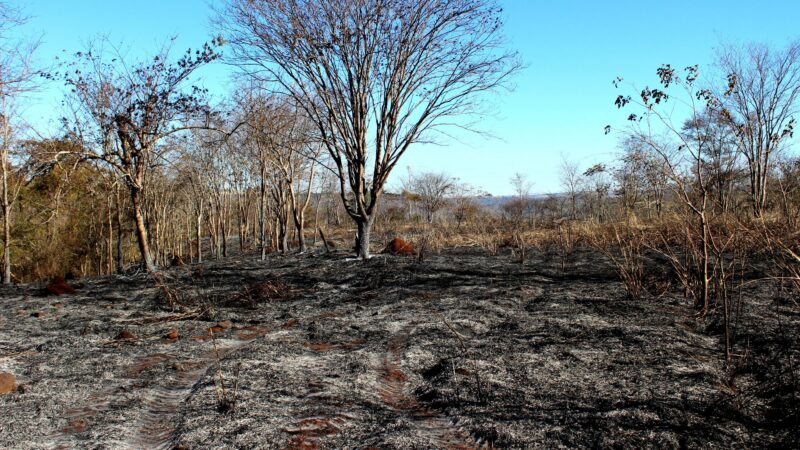Parque do Pau Furado reabre após incêndio e mantém restrições nas visitas em Uberlândia