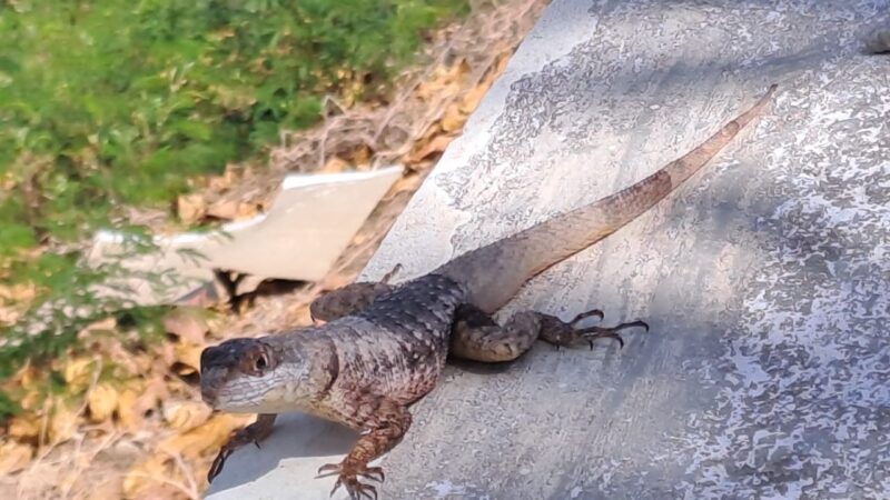 Pesquisadores investigam invasão de lagarto exótico em Fernando de Noronha