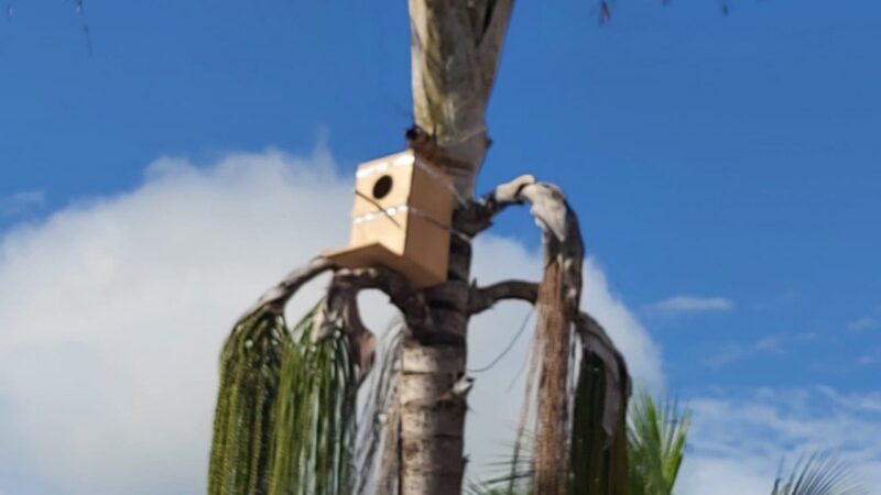 Adamantina aposta em ninhos artificiais para proteger arara-canindé ameaçada de extinção