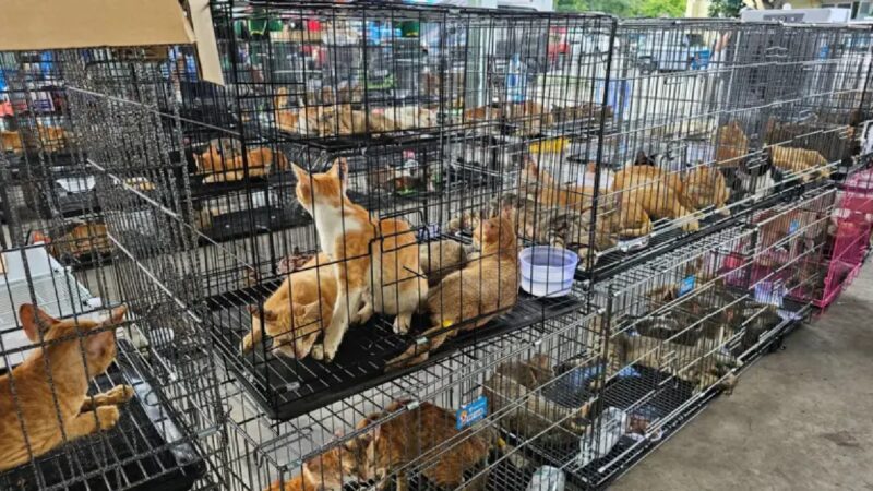 Autoridades Vietnã Resgatam Mais de 400 Gatos de Rede Criminosa de Roubo para Consumo