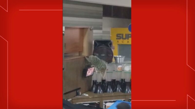Bombeiros resgatam porco-espinho dentro de quiosque em shopping do DF