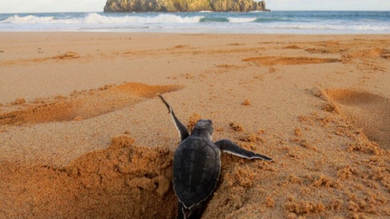 Campanha incentiva envio de fotos para monitorar vida marinha em Fernando de Noronha