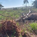 Fazendeiro é multado em quase R$ 190 mil por desmatamento em Sandovalina (SP)