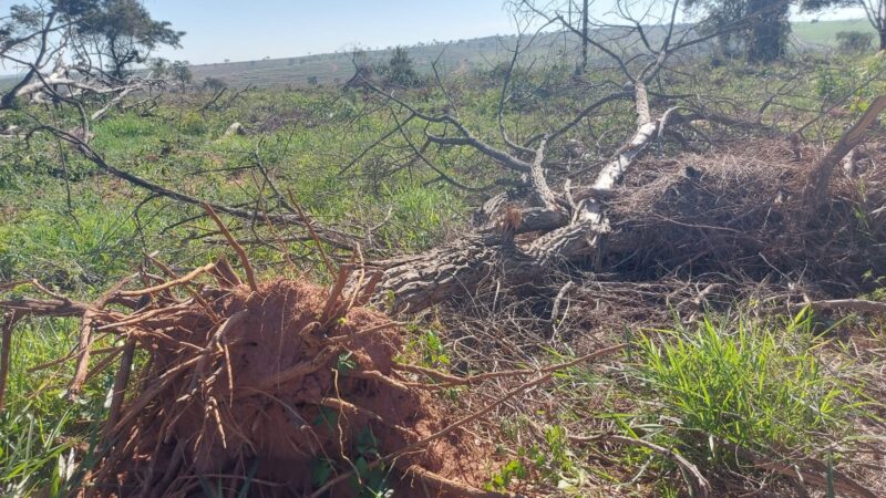 Fazendeiro é multado em quase R$ 190 mil por desmatamento em Sandovalina (SP)