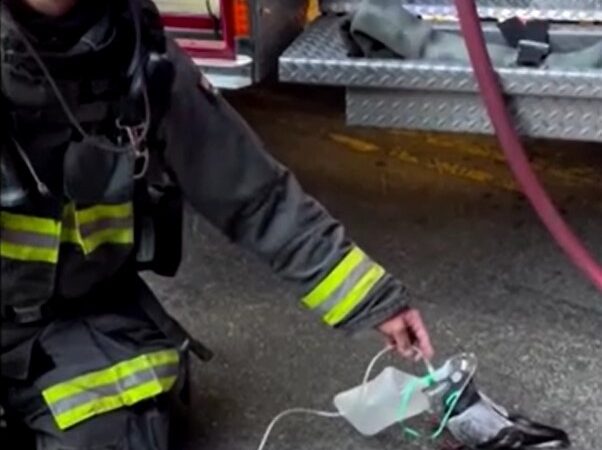 Bombeiros de Oakland salvam pombo que inalou fumaça de incêndio com oxigênio