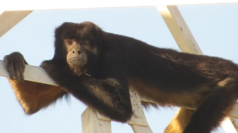 Bugio ameaçado é visto em torre de 30 metros e em casas na zona urbana de Tupi Paulista (SP)