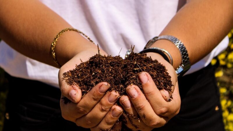 De restos de comida a adubo: iniciativas que reduzem o desperdício e o impacto ambiental
