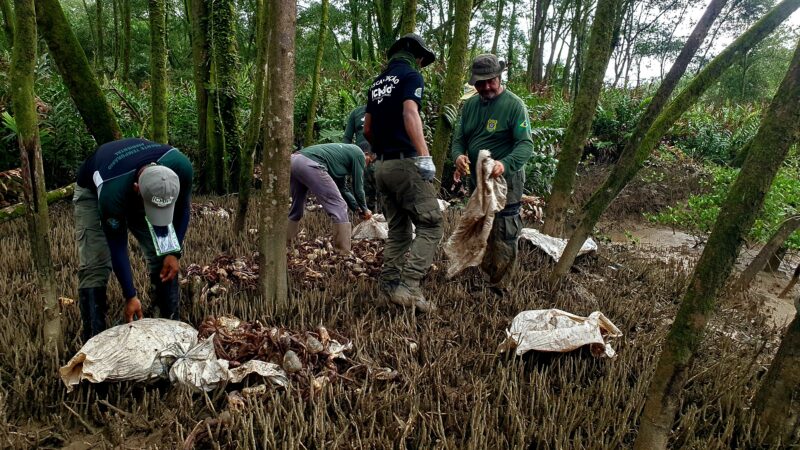 ICMBio e Ibama libertam 2 mil caranguejos-uçá capturados ilegalmente no Amapá durante o defeso