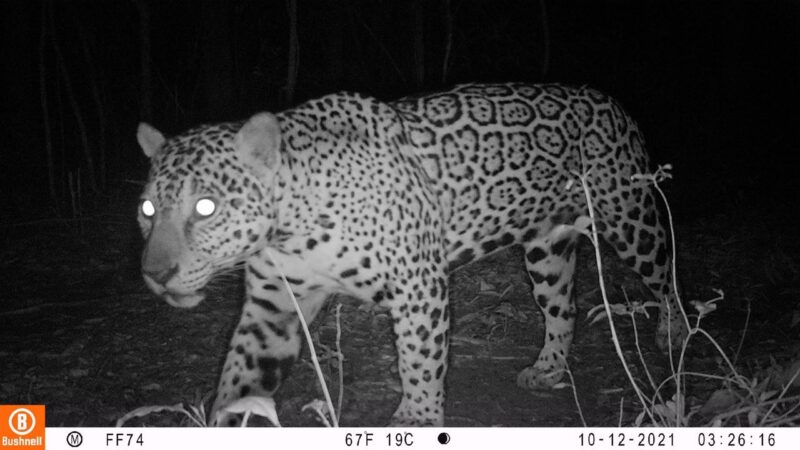 Onças-pintadas da Mata Atlântica em SP ganham nomes escolhidos pelo público