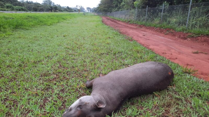 Anta é atropelada na SP-613 próxima ao Parque Morro do Diabo; falta de radares preocupa especialistas