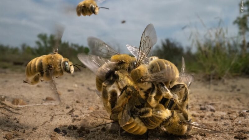 Foto de zangões em acasalamento vence concurso internacional de fotografia de vida selvagem