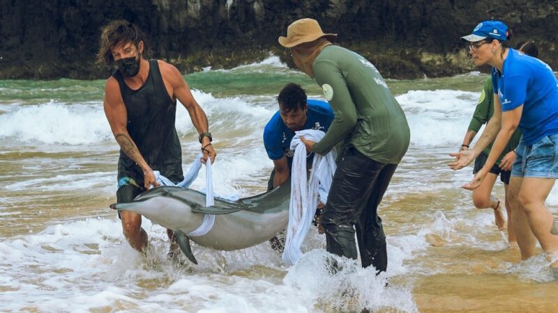 Golfinho encalhado em Fernando de Noronha é resgatado por equipe especializada