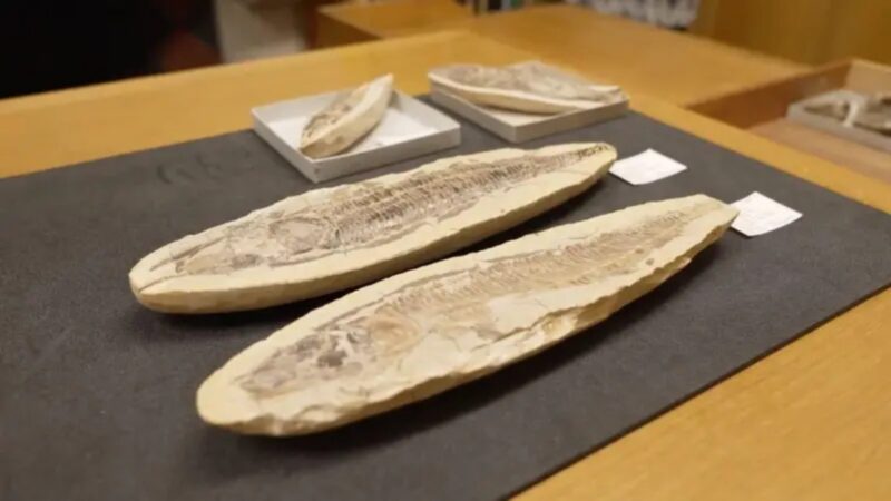 Museu de Oxford devolve 62 fósseis brasileiros para ajudar reconstrução do Museu Nacional