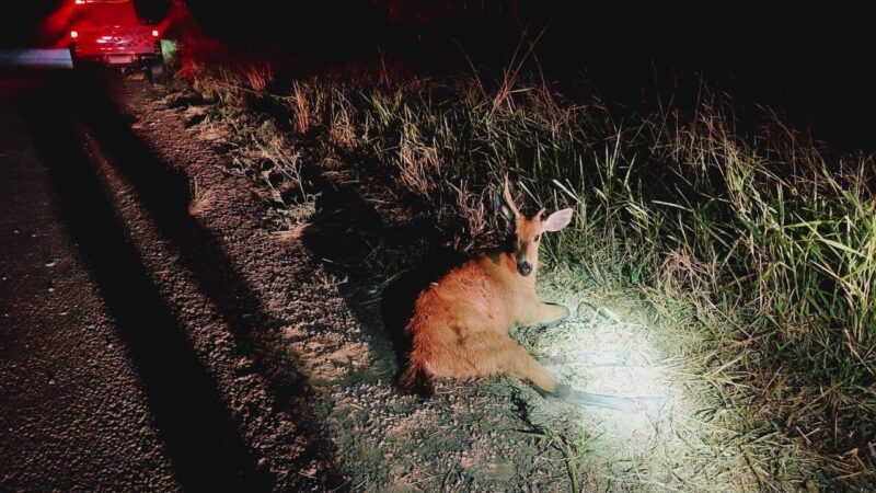 Polícia Ambiental salva cervo-do-pantanal atropelado em estrada de Panorama (SP)
