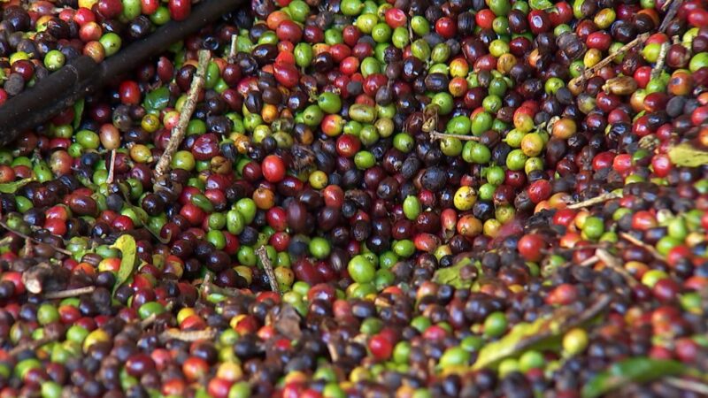 Preço médio da saca de café em Rondônia chega a R$ 283,33, aponta pesquisa da Emater-RO