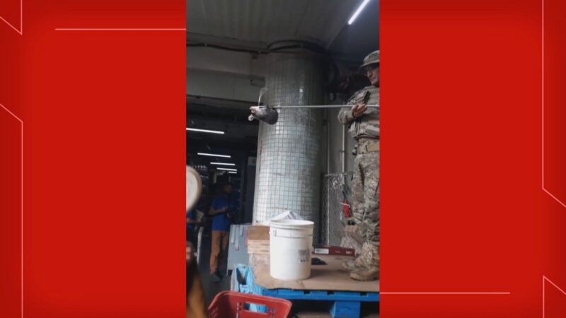 Saruê é resgatado dentro de supermercado no Sudoeste, em Brasília