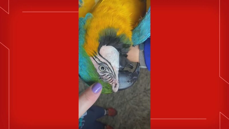 Arara famosa por voar entre carros no DF é atropelada e internada