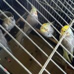Fernando de Noronha remove aves exóticas para proteger a fauna local