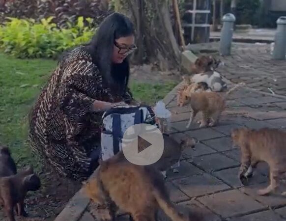 Indonésia avalia criar ilha para abrigar gatos de rua de Jacarta
