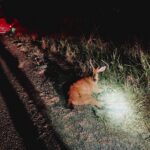 Polícia Ambiental salva cervo-do-pantanal atropelado em estrada de Panorama (SP)