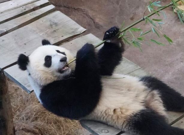 Zoológico na Holanda descobre que panda gigante é fêmea após exame de rotina