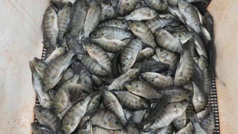 Embrapa disponibiliza guia gratuito para criação de tilápias em tanques