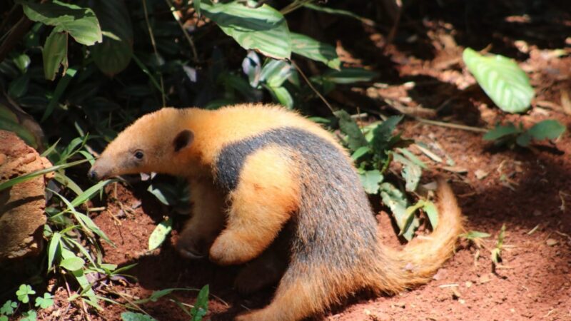 Filhote de tamanduá-mirim do Zoológico de Brasília ganha nome Scott após votação online