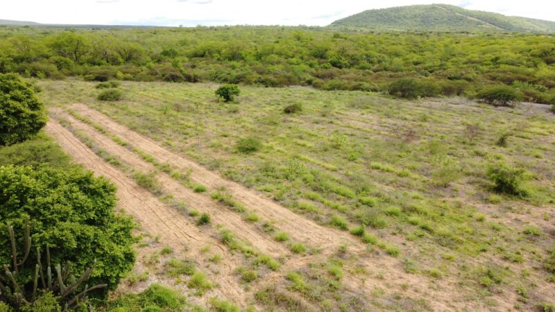 Projeto no Sertão de Pernambuco une agroecologia e restauração da Caatinga para apoiar famílias locais