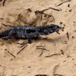 Teju é flagrado predando filhote de tartaruga-verde em Fernando de Noronha